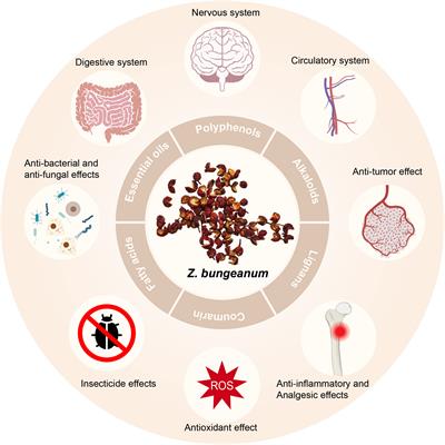 Research advances of Zanthoxylum bungeanum Maxim. polyphenols in inflammatory diseases